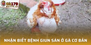 Bệnh Giun Sán Ở Gà