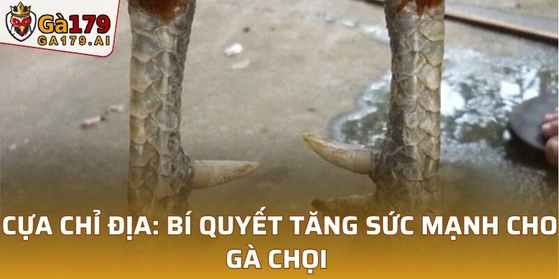 Cựa Chỉ Địa