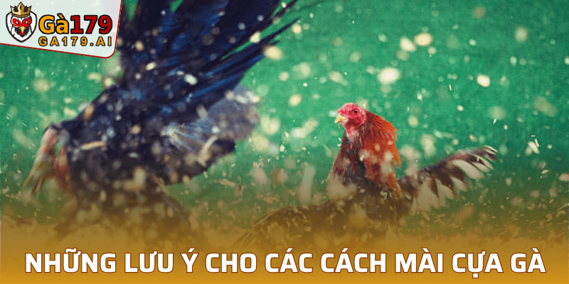 Lưu ý cách mài cựa gà
