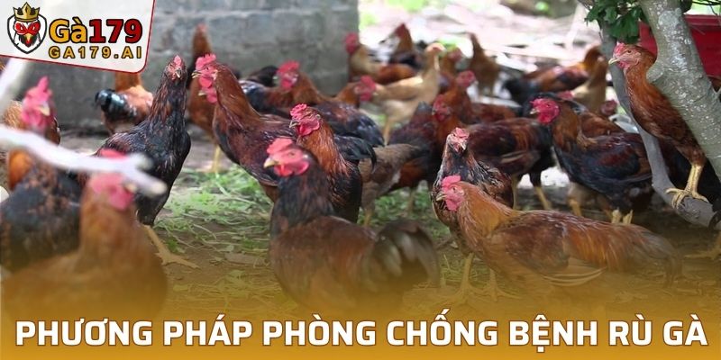Phương pháp phòng chống bệnh rù gà