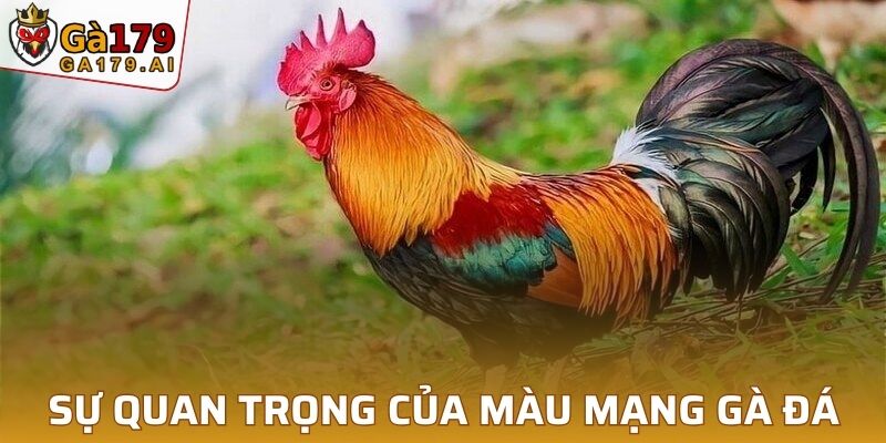 Tầm quan trọng của cách xem màu mạng đá gà hiện tại