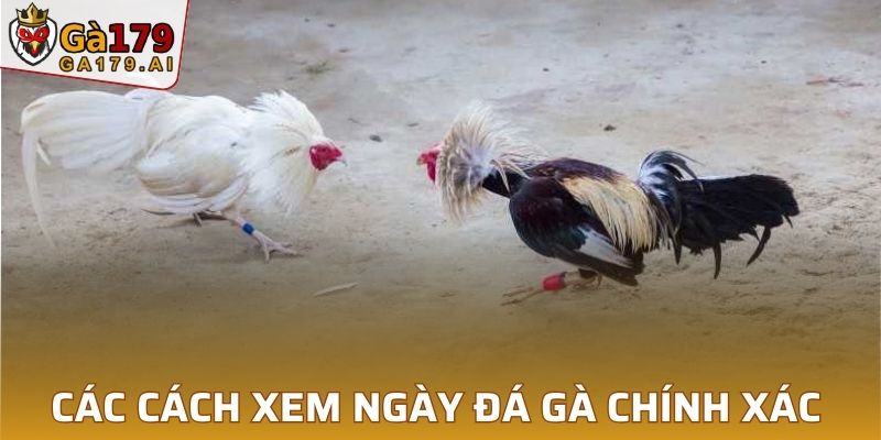 Các phương pháp chọn ngày đá gà nổi bật