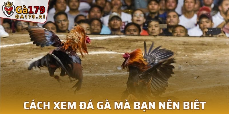 Cách xem ngày đá gà mà bạn nên biết