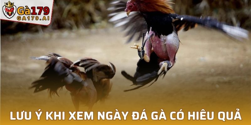 Lưu ý để xem ngày đá gà có hiệu suất cao