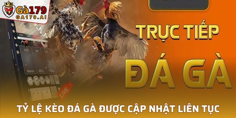 Bảng tỷ lệ kèo trong trận đấu đá gà được cập nhật thường xuyên