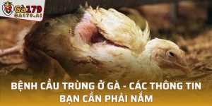 Bệnh Cầu Trùng Ở Gà