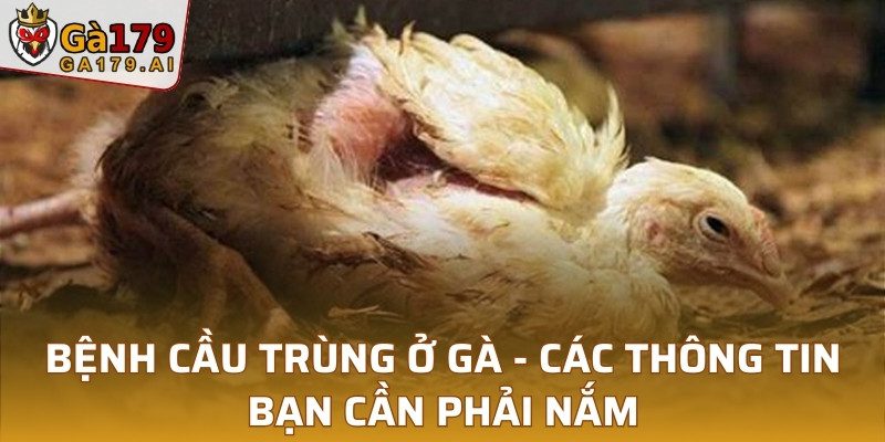 Bệnh Cầu Trùng Ở Gà