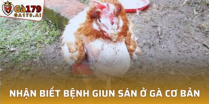 Nhận biết bệnh giun sán ở gà cơ bản