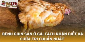 Bệnh giun sán ở gà