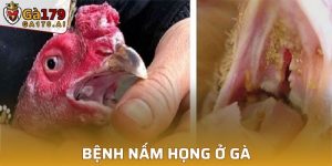 Bệnh Nấm Họng Ở Gà