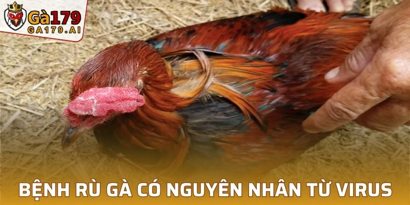 Bệnh rù gà có nguyên nhân từ virus Newcastle và lây lan nhanh