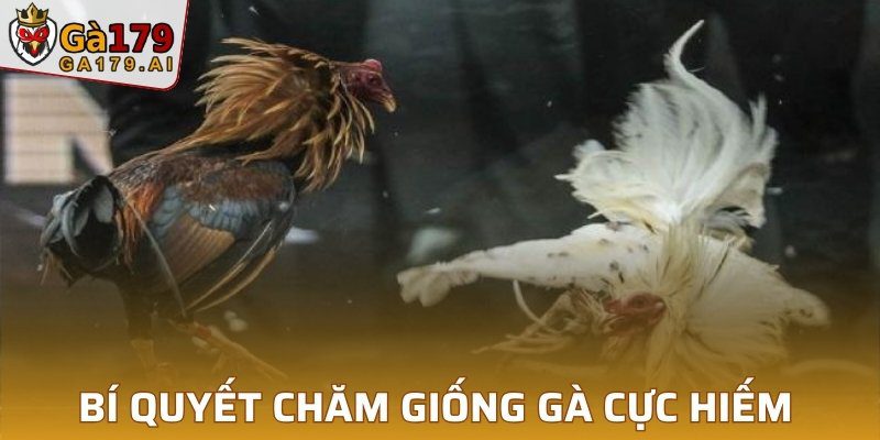 Bí quyết chăm giống gà cực hiếm