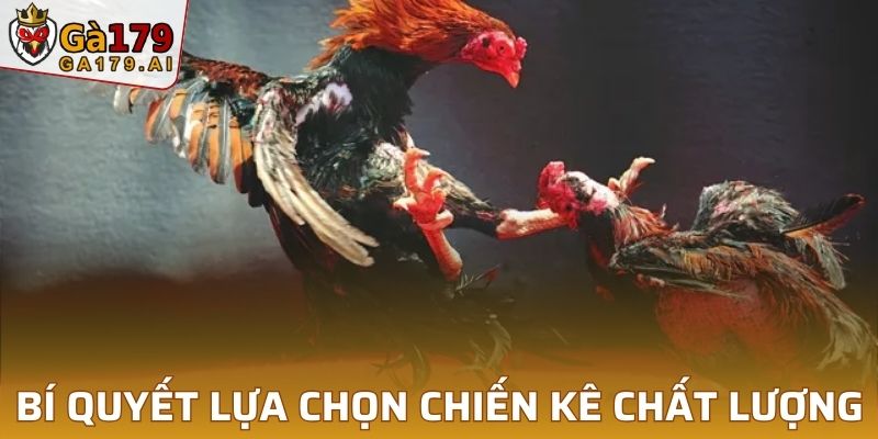 Bí quyết để lựa chọn chiến kê chất lượng từ chuyên gia