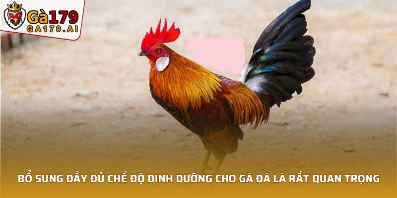 Bổ sung đầy đủ chế độ dinh dưỡng cho gà đá là rất quan trọng