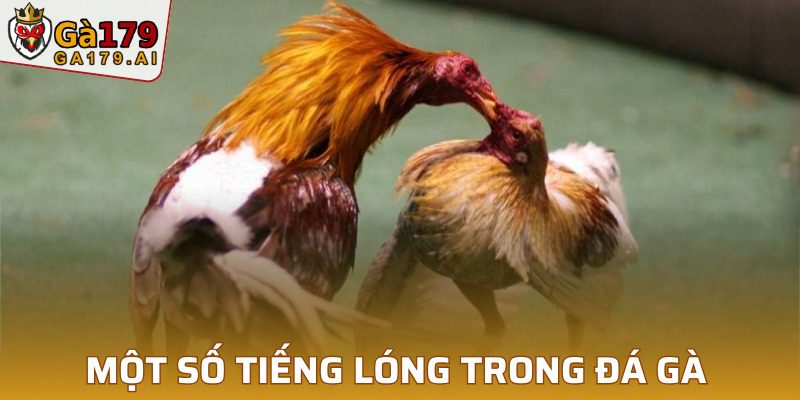 Các trận đấu thường được dùng với các từ ngữ riêng