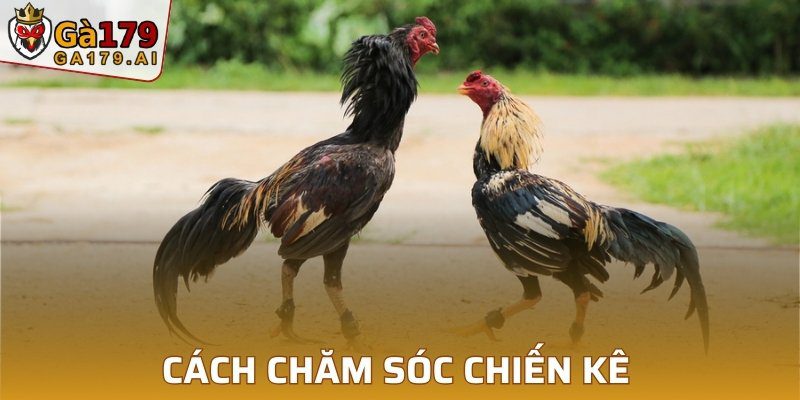 Cách chăm sóc chiến kê