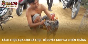 Cách Chọn Cựa Cho Gà Chọi