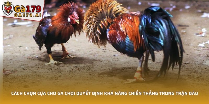 Cách chọn cựa cho gà chọi quyết định khả năng chiến thắng trong trận đấu