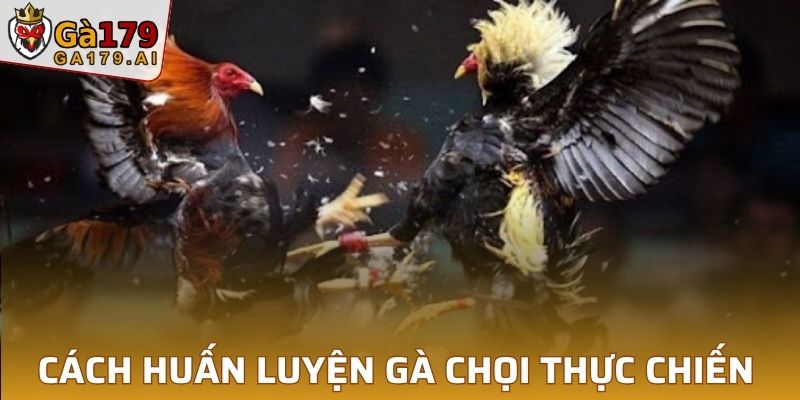 Cách huấn luyện gà chọi thực chiến