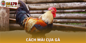 Cách Mài Cựa Gà