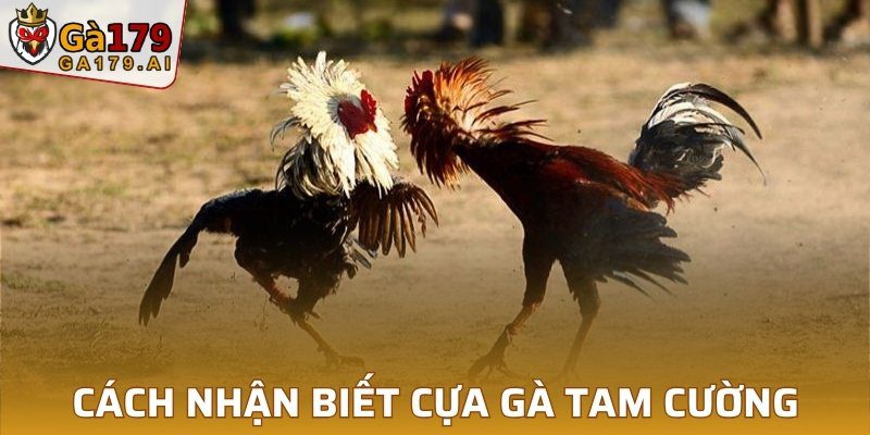 Cách nhận biết cựa gà Tam Cường