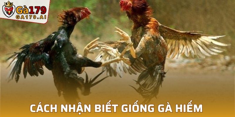 Cách nhận biết giống gà hiếm