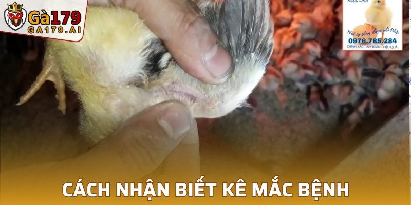 Cách nhận biết kê mắc bệnh