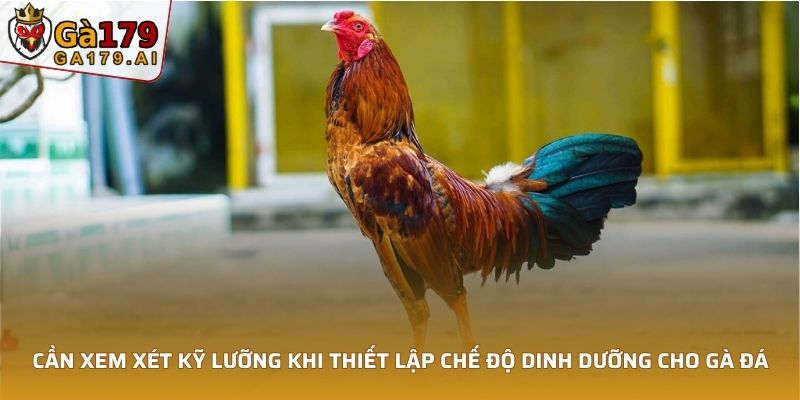 Cần xem xét kỹ lưỡng khi thiết lập chế độ dinh dưỡng cho gà đá