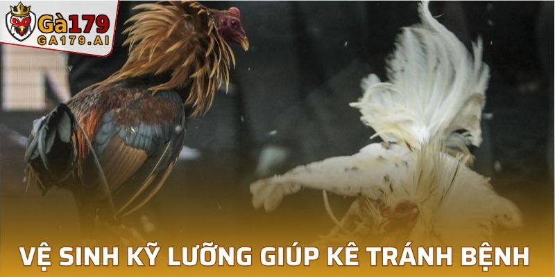 Vệ sinh kỹ lưỡng giúp kê tránh bệnh tật