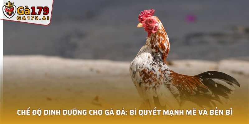 Chế Độ Dinh Dưỡng Cho Gà Đá