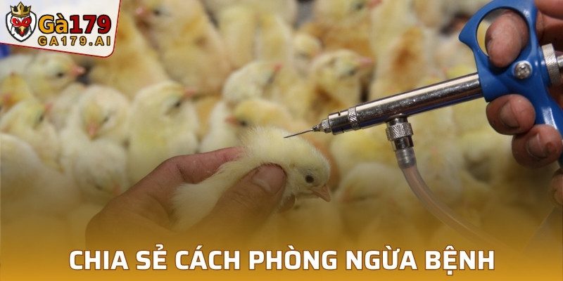 Chia sẻ cách phòng ngừa bệnh cho sư kê