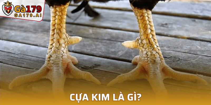 Cựa kim là gì?