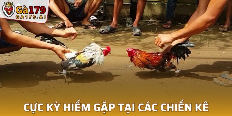 Cực kỳ hiếm gặp tại các chiến kê