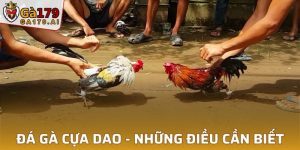 Đá Gà Cựa Dao