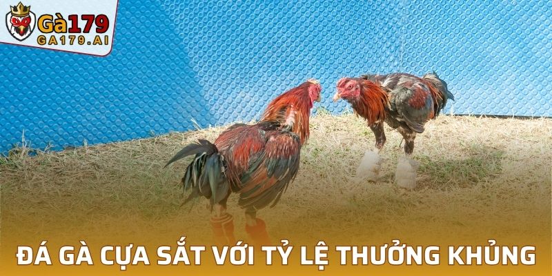 Đá gà cựa sắt với tỷ lệ thưởng khủng