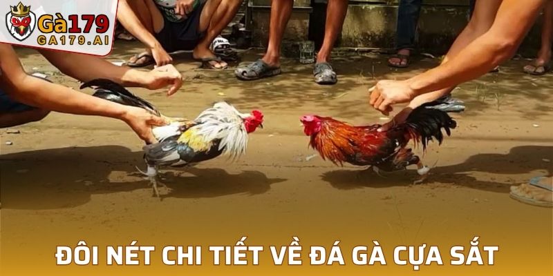 Đôi nét chi tiết về đá gà cựa sắt