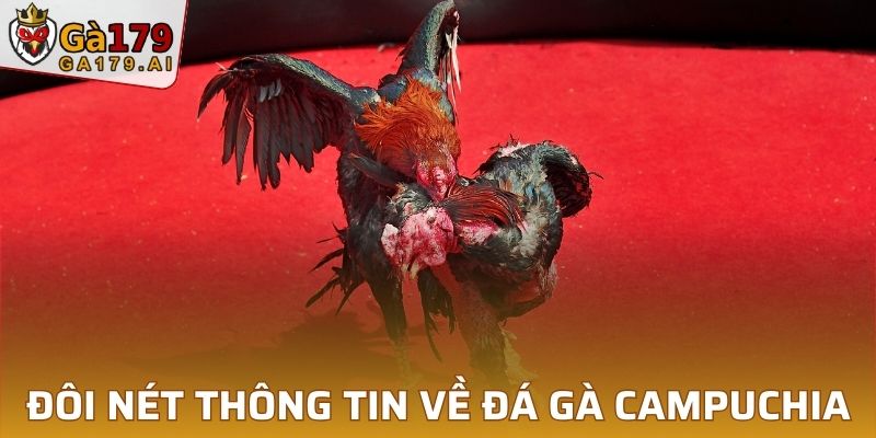 Đôi nét thông tin về đá gà Campuchia