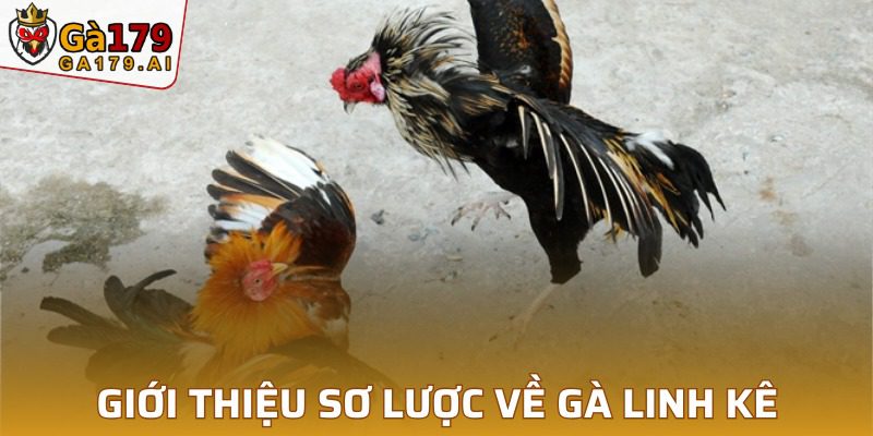 Đôi nét về giống gà linh kê mà các người chơi cần biết