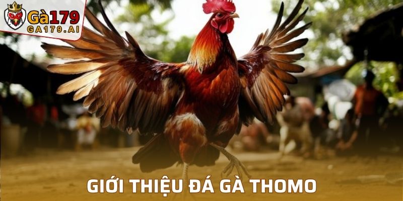 Giới thiệu đá gà Thomo