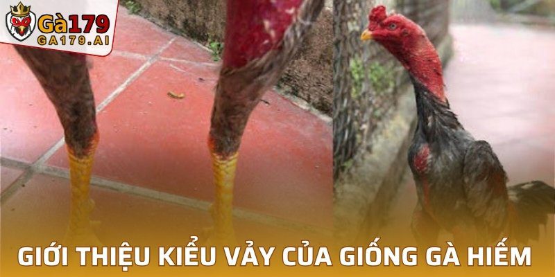 Giới thiệu kiểu vảy của giống gà hiếm