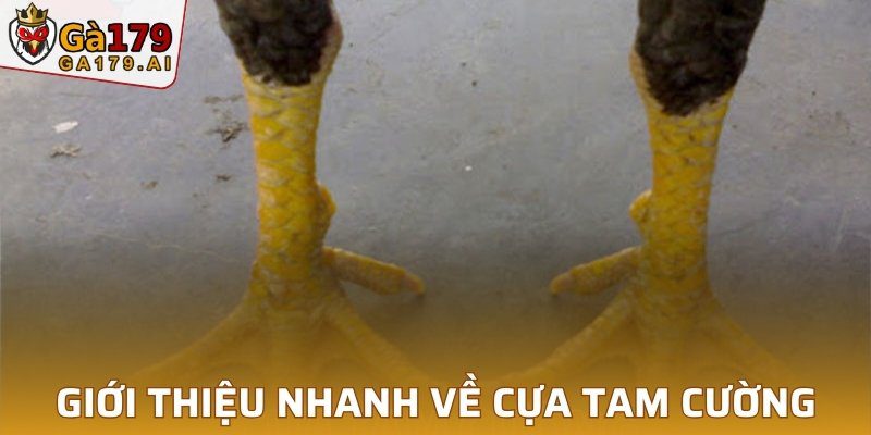 Giới thiệu nhanh về cựa Tam Cường