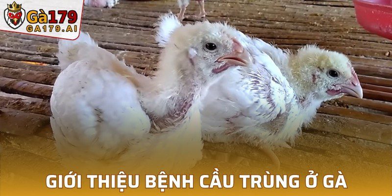 Giới thiệu sơ qua về bệnh cầu trùng ở gà