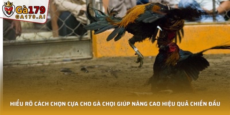 Hiểu rõ cách chọn cựa cho gà chọi giúp nâng cao hiệu quả chiến đấu