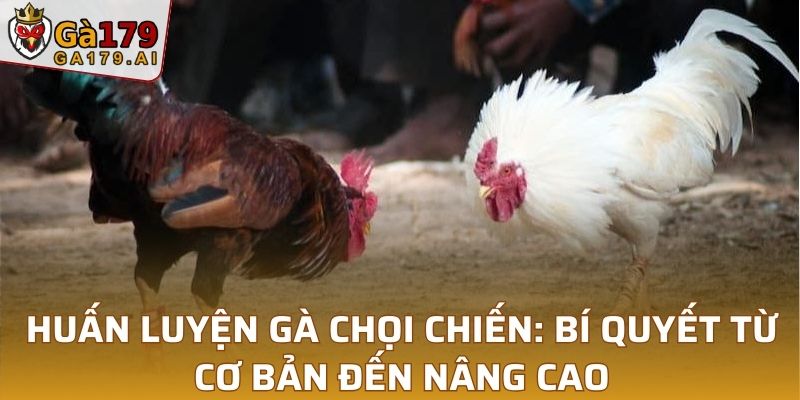 Huấn Luyện Gà Chọi Chiến