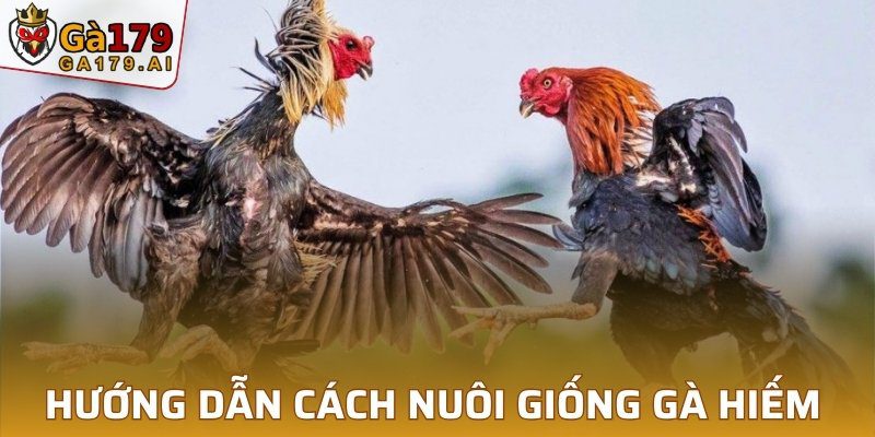 Hướng dẫn cách nuôi giống gà hiếm