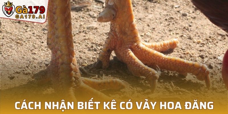 Hướng dẫn nhận biết kê có vảy hoa đăng