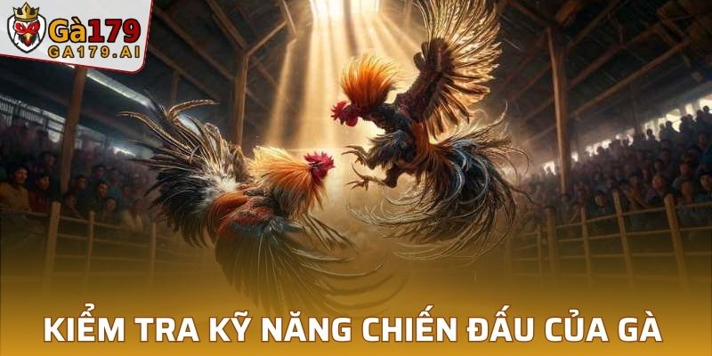 Kiểm tra kỹ năng chiến đấu của gà đá