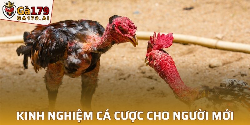 Kinh nghiệm cá cược dành cho người mới