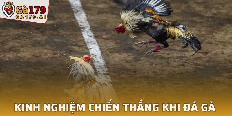 Kinh nghiệm chiến thắng trong đá gà online dễ dàng