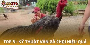 Kỹ Thuật Vần Gà Chọi